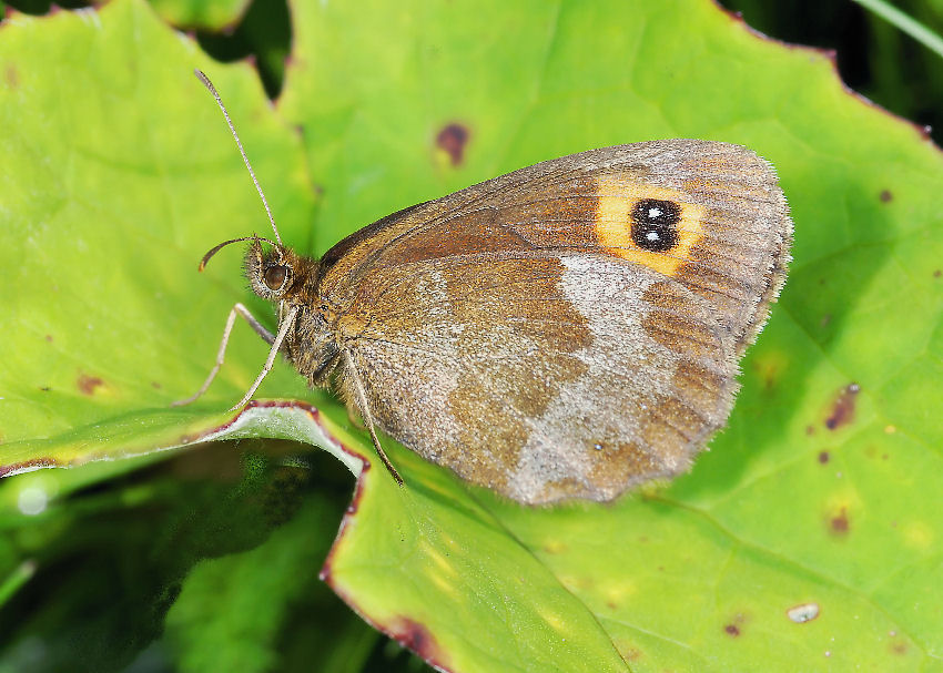 Erebia neoridas